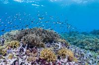 Coral Diversity Over Depth