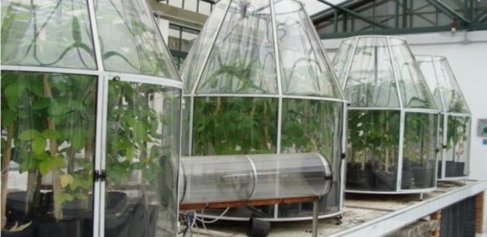 Climate change boosts soybean production but worsens bean quality