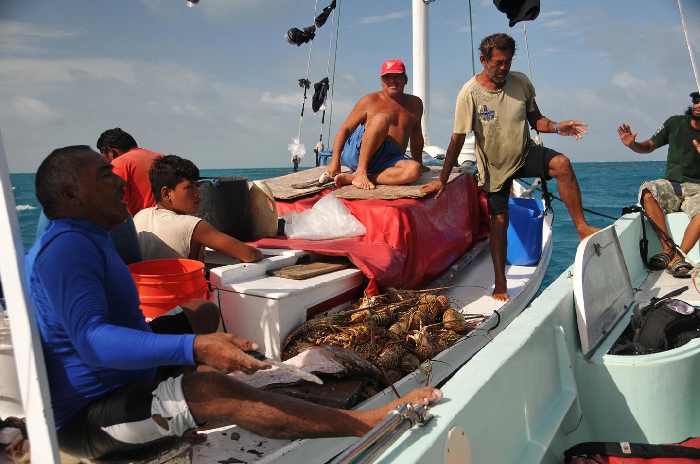 Spiny Lobsters