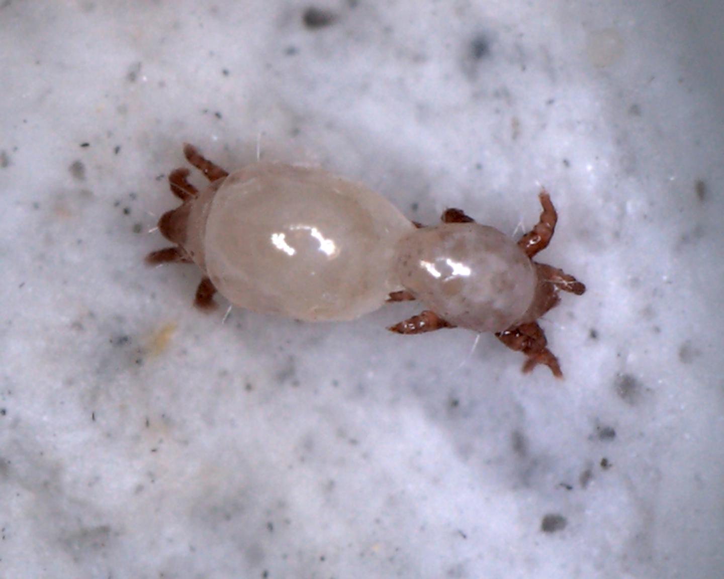 Favoring Family Boosts Bulb Mite Reproductive Fitness (3 of 4)