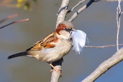 The More Feathers a Male Sparrow Carries to the Nest, the More Eggs the Female Will Lay