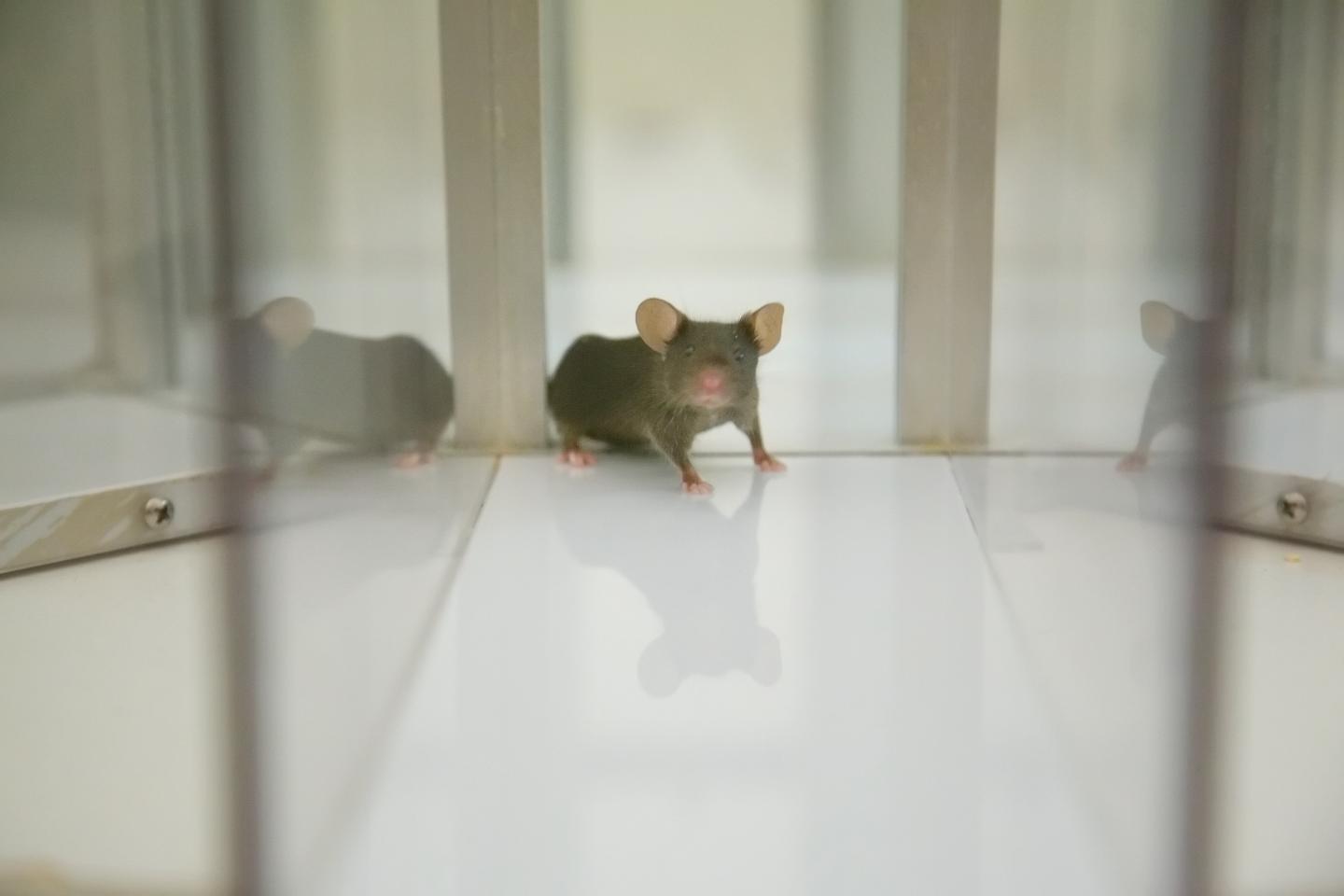 Mouse in Memory Maze