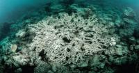 Bleached coral