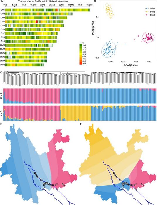 Population structure in the L. chinensis var. fulvosus population with Litchi40K v1.0. A.