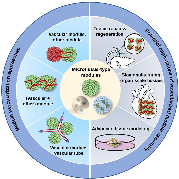 Module vascularization approaches and applications of vascularized module assembly