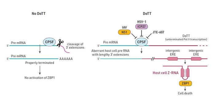 Study Reveals Hidden Immune Defense Mechanism That Could Be Used to Fight Cancer
