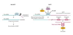 Study Reveals Hidden Immune Defense Mechanism That Could Be Used to Fight Cancer