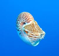 Nautilus in American Samoa