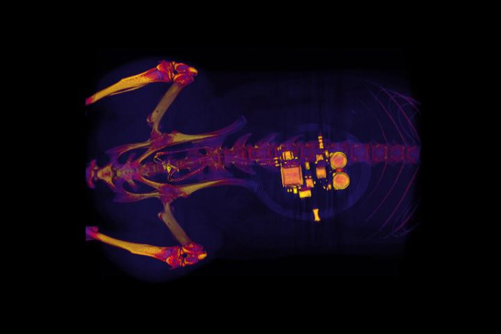 Rat CT Image