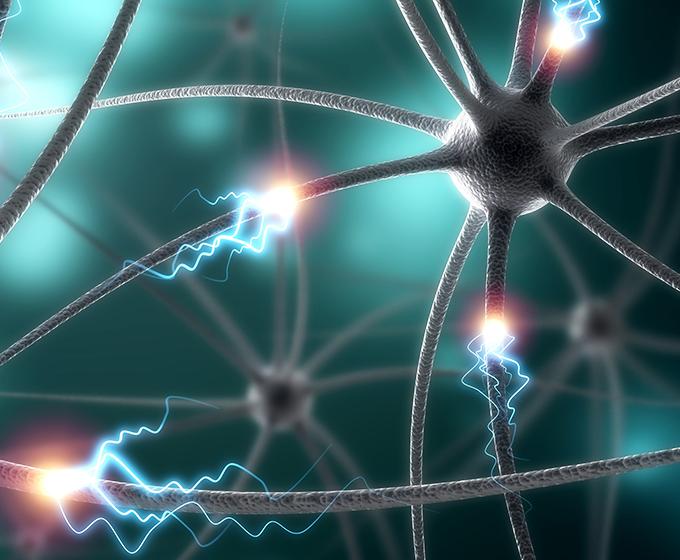 Neurons