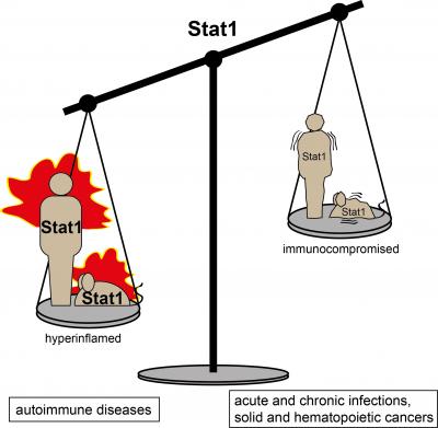 Balancing STAT1
