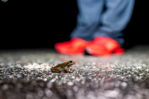 Frog on road in Vermont