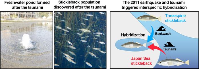Freshwater pond and hybrid population formed after the 2011 Great East Japan Earthquake