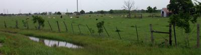 Houston Pasture