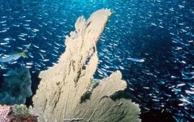 Coral Reef with Large Numbers of Fish Swimming Above the Coral