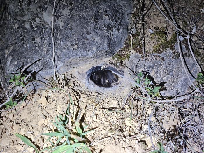 Satyrex ferox, female