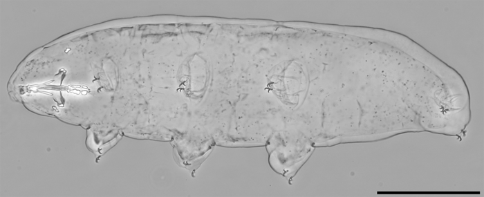 New tardigrade Macrobiotus naginae.