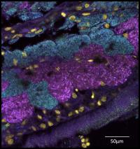 A close and colourful look at the symbionts