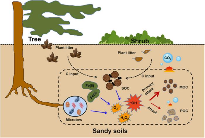 Production of reactive oxygen species and its role in mediating the abiotic transformation of organic carbon in sandy soil under vegetation restoration