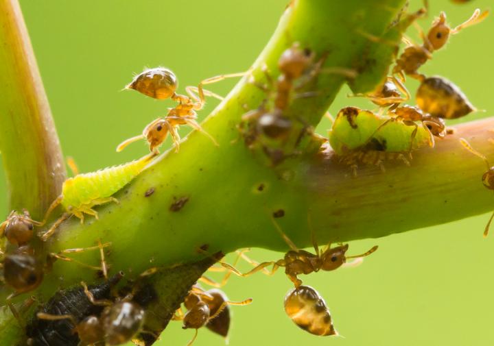 Insect Food Webs