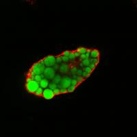 Lipid Droplets