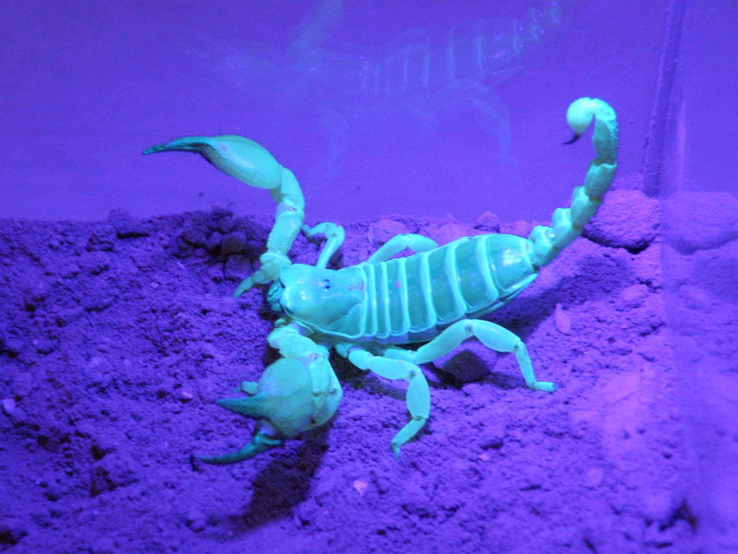 <i>S. palmatus</i> Under UV light