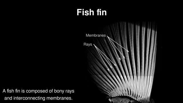 Curvature Helps Stiffen Fish Fins