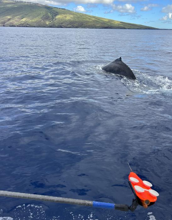 Attaching recording tag to humpback