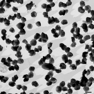 The microorganism Methanothermococcus okinawensis