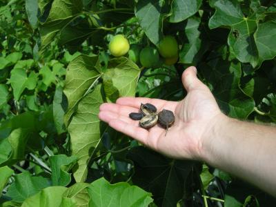 Jatropha Nuts