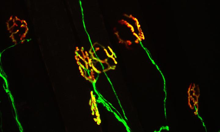 Neuromuscular Synapse