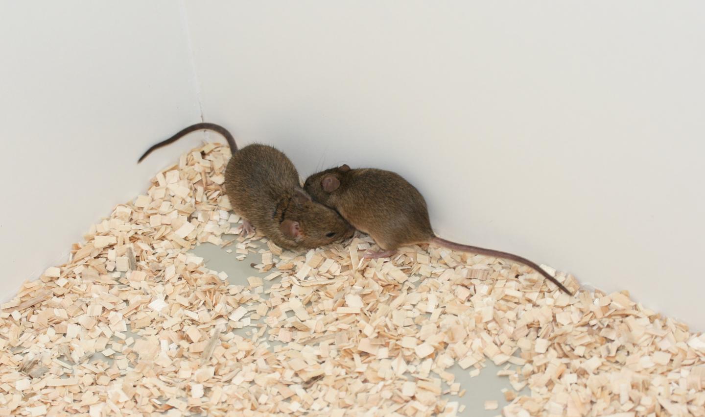 Mice and Kin Recognition