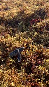 Hatchlings in Sargassum