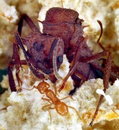 Leaf Cutting Ant Qqueen and Worker