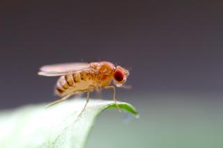 Fruit Fly
