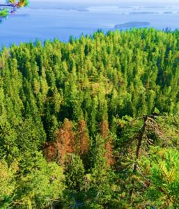 Trees damaged by the European spruce bark beetle