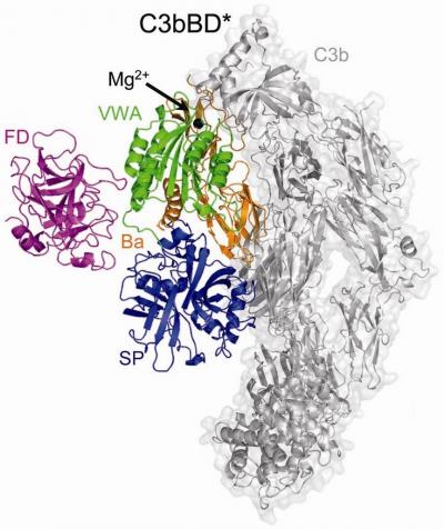 Key Molecule in Immune System