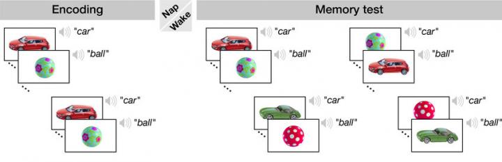 Study Concept to Examine How Sleep in Toddlers Influences the Episodic Memory