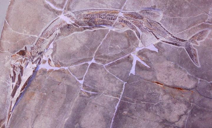 <i>Saurichthys rieppeli</i>