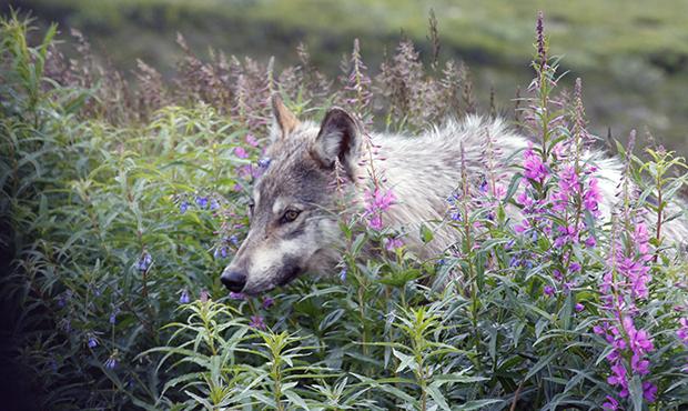 Wolf in Denali-2