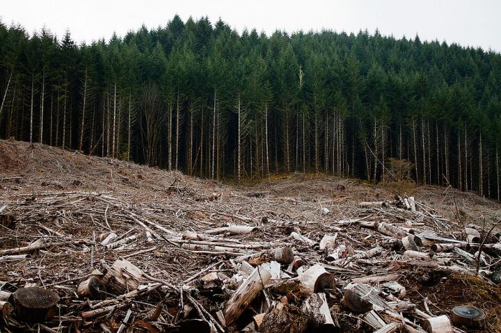 Clear-cut Forest