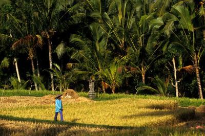 Hunger Indonesia