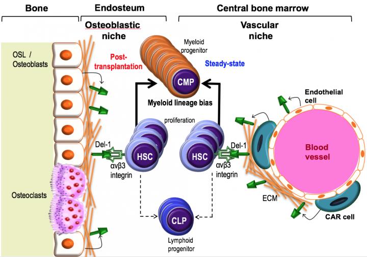 How the Del-1 Protein Helps Regulate Blood Cell Production
