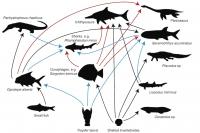 Fossil Poop Shows Fishy Lunches From 200 Million Years Ago