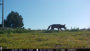 Can Cats and Coyote Co-Exist?