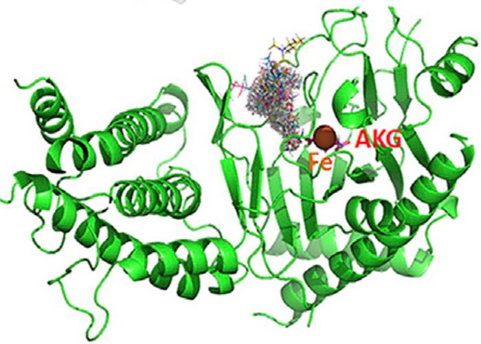 Dr. Jianjun Chen - study image