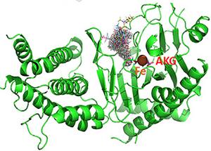 Dr. Jianjun Chen - study image