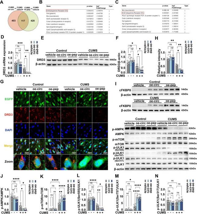 circFKBP8(5S,6) or its encoded protein cFKBP8 down-regulates the expression level of DRD3 and its downstream AMPK/mTOR/ULK1 signaling pathway in PrL of CUMS mice.