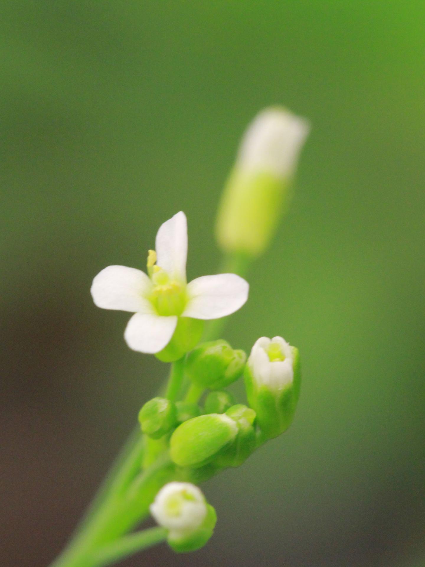 Flowers of Arabidopsis Thaliana