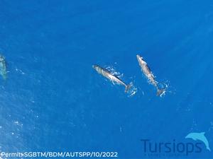 Headbutting sperm whales